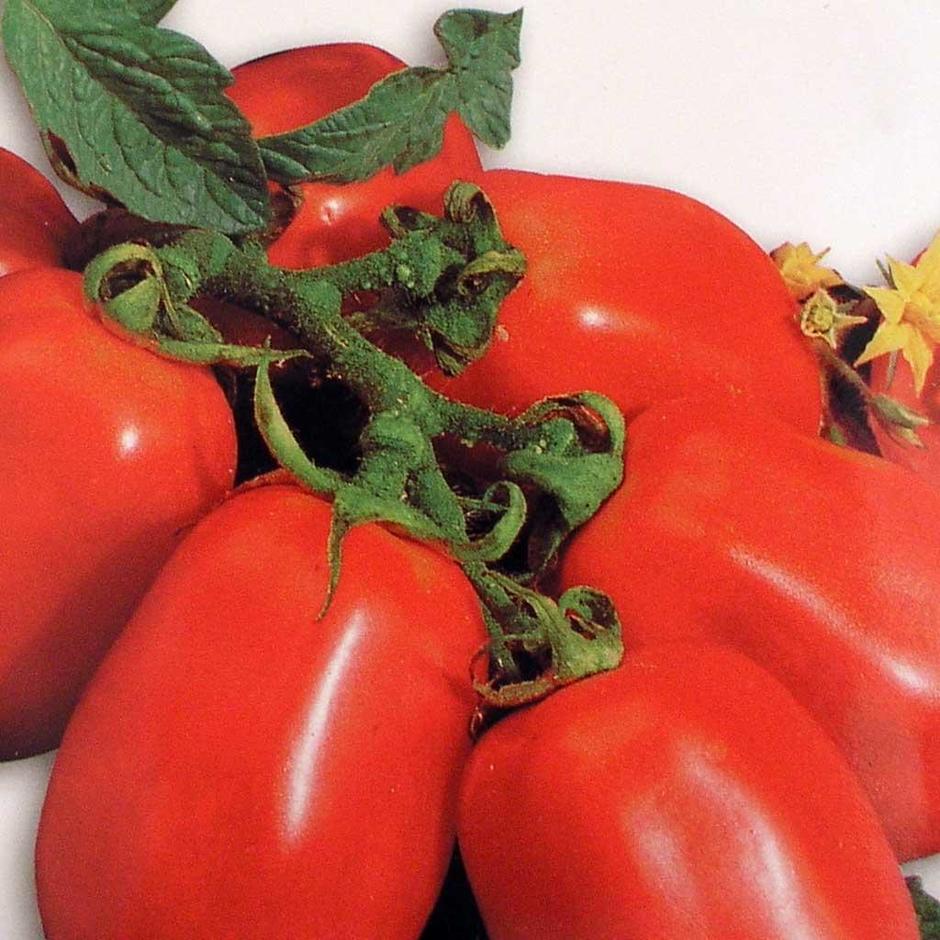 Buy Italian Tomato Seeds by Franchi — The Worm that Turned